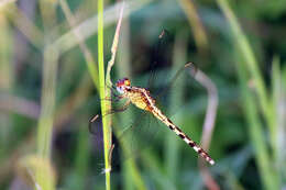 Sivun Erythrodiplax umbrata (Linnaeus 1758) kuva