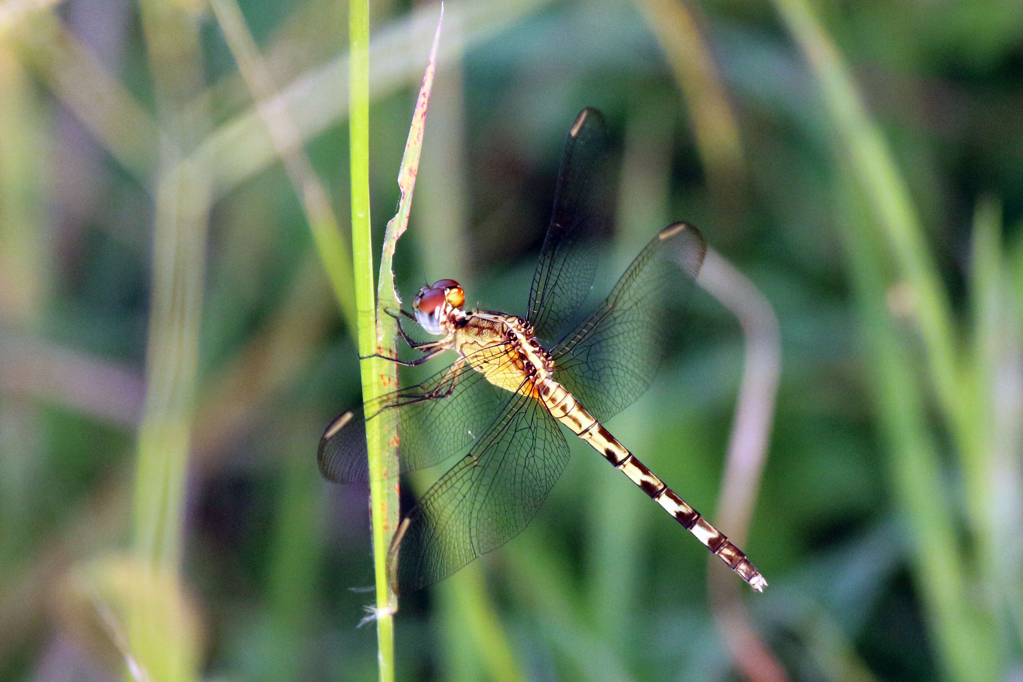 Sivun Erythrodiplax umbrata (Linnaeus 1758) kuva