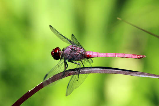 Image of Carmine Skimmer