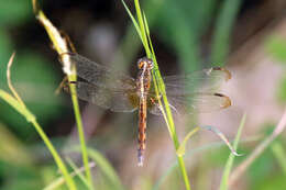 Sivun Erythrodiplax umbrata (Linnaeus 1758) kuva