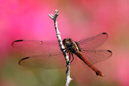 Image of Carmine Skimmer