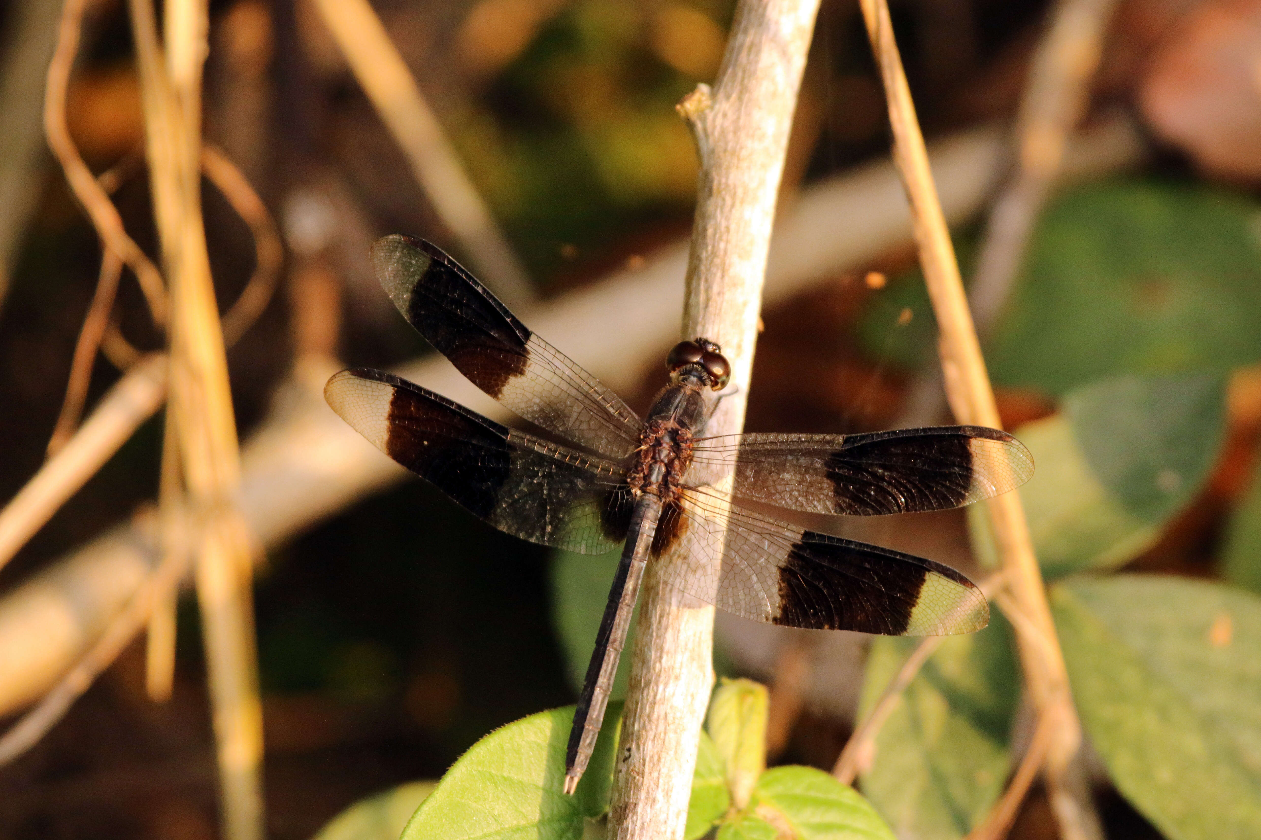 Sivun Erythrodiplax umbrata (Linnaeus 1758) kuva