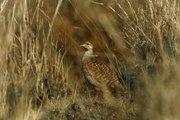 Image of Gray Francolin