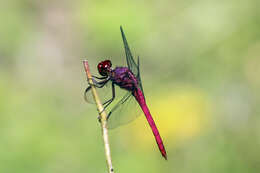 Image of Carmine Skimmer