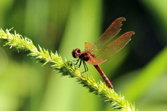 Image of Slough Amberwing