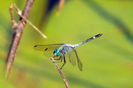 Image of Spot-tailed Dasher