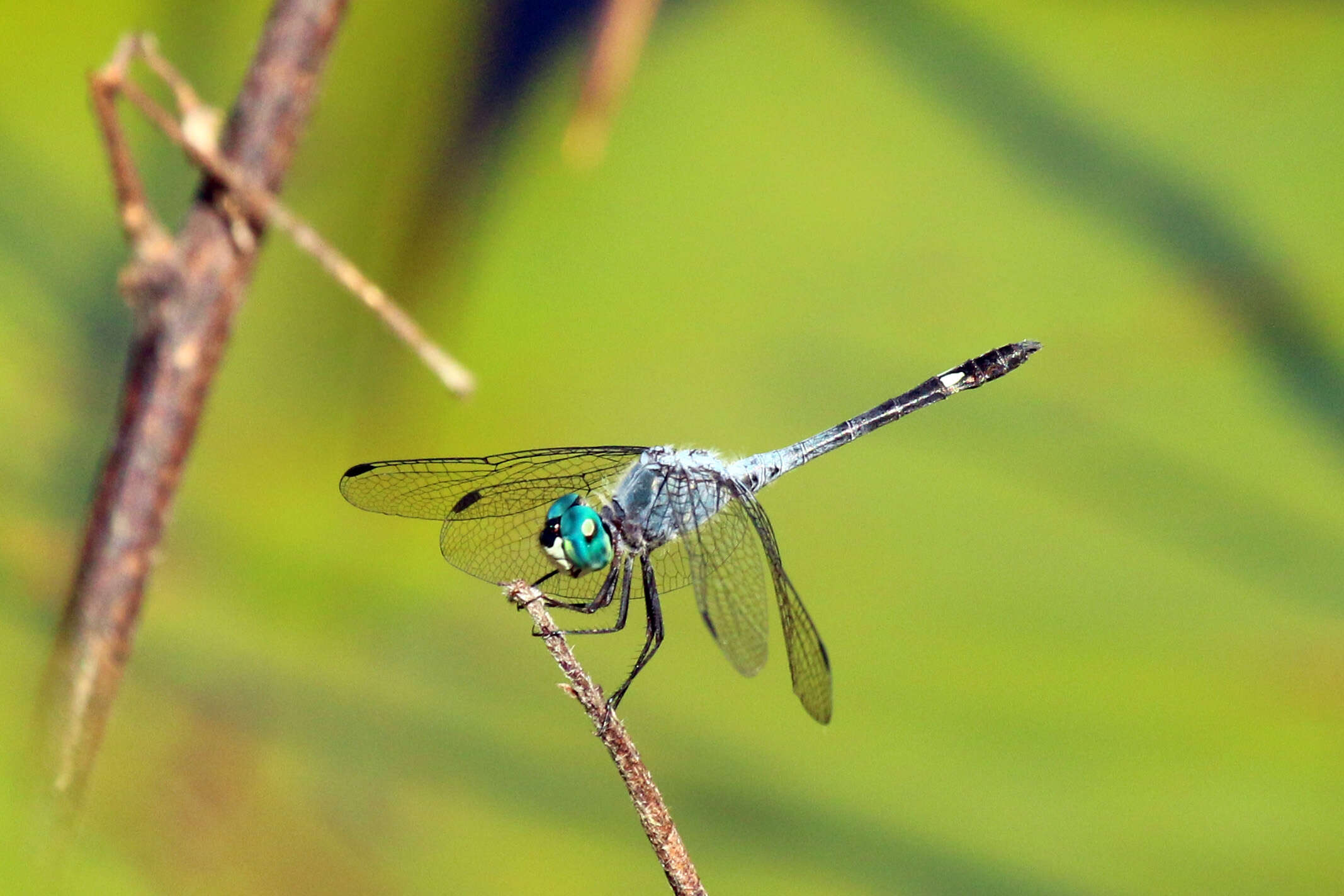 Image of Spot-tailed Dasher