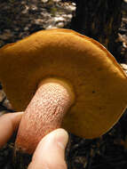 Image of Butyriboletus floridanus (Singer) G. Wu, Kuan Zhao & Zhu L. Yang 2016