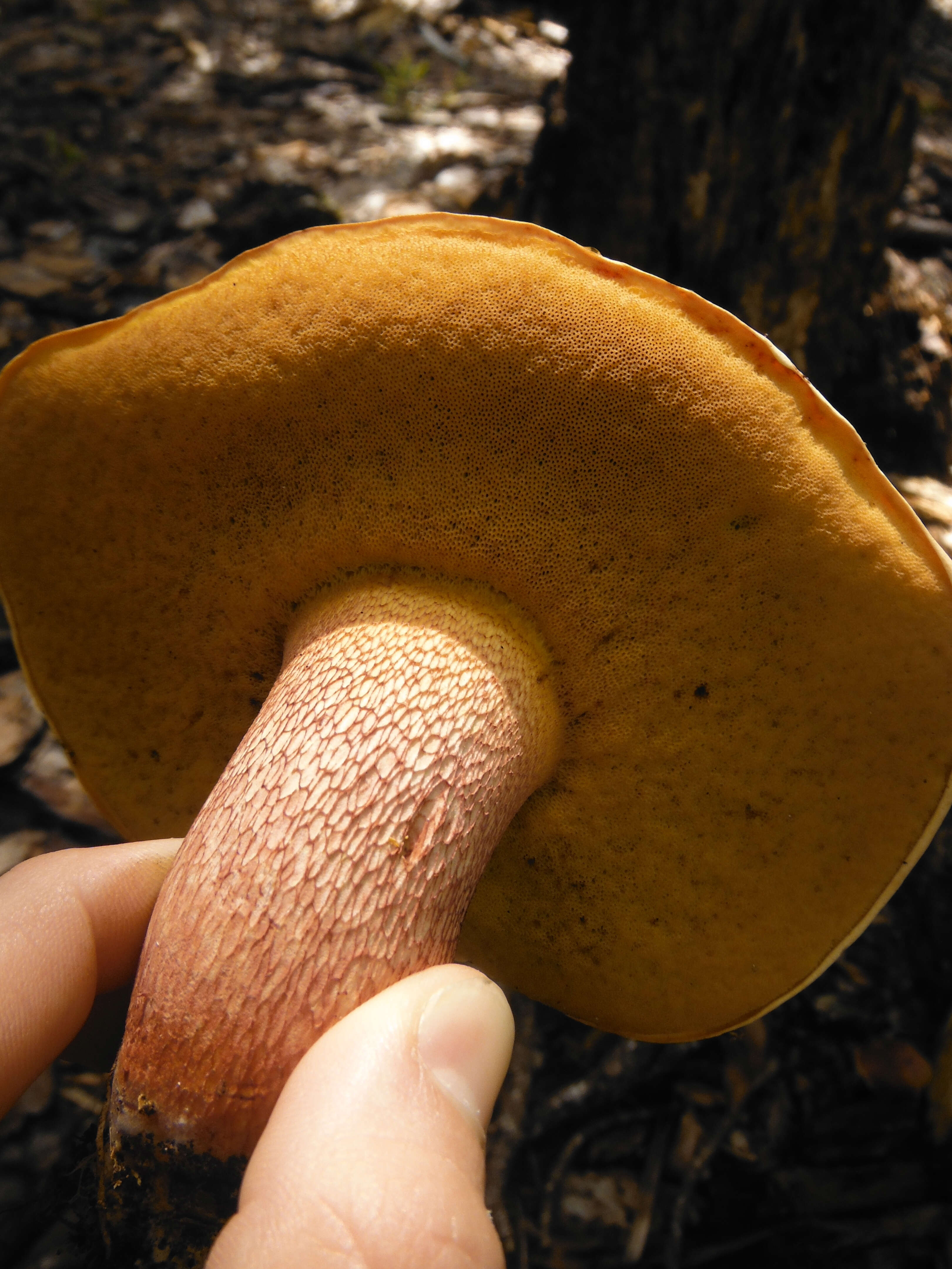 Image of Butyriboletus floridanus (Singer) G. Wu, Kuan Zhao & Zhu L. Yang 2016