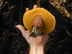 Image of Butyriboletus floridanus (Singer) G. Wu, Kuan Zhao & Zhu L. Yang 2016