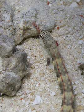 Image of Scribbled pipefish