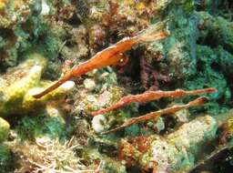 Image of Ghost pipefish