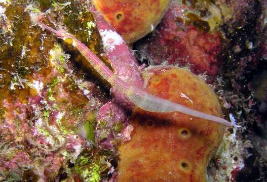 Image of Blackbreasted pipefish