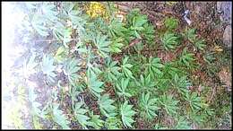 Image of cassava