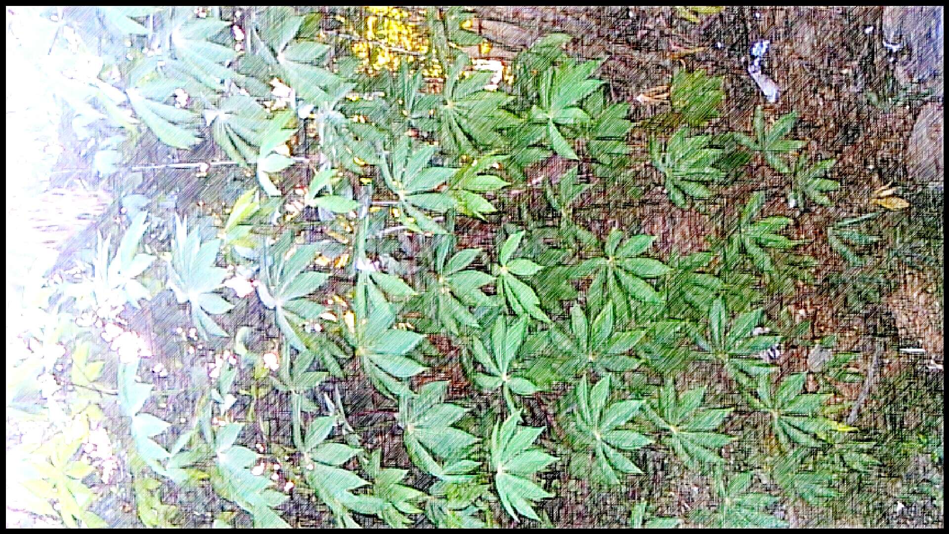 Image of cassava