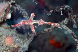 Image of Delicate ghost pipefish