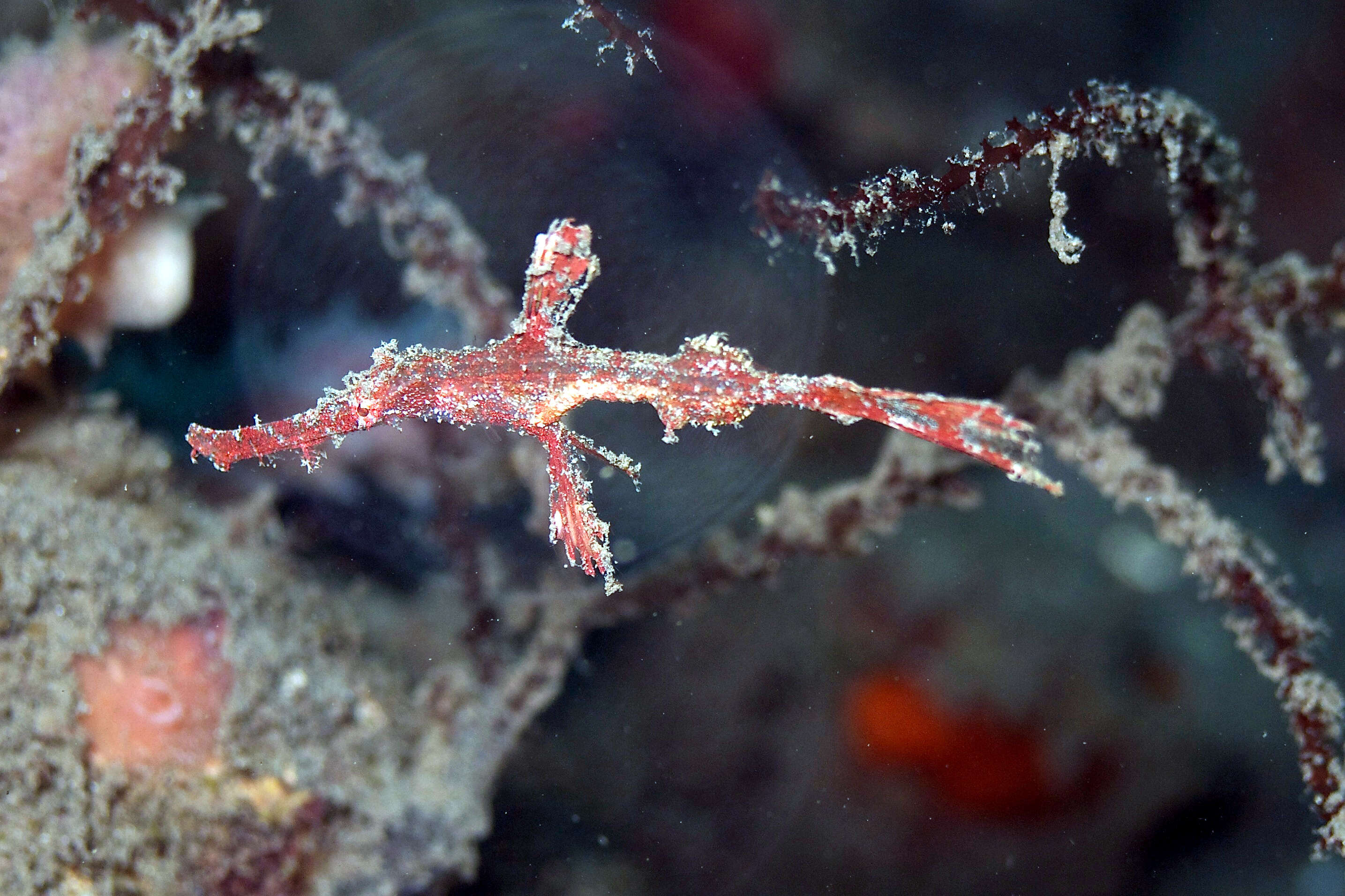 صورة Solenostomus leptosoma Tanaka 1908