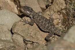 Image of Lang's Crag Lizard