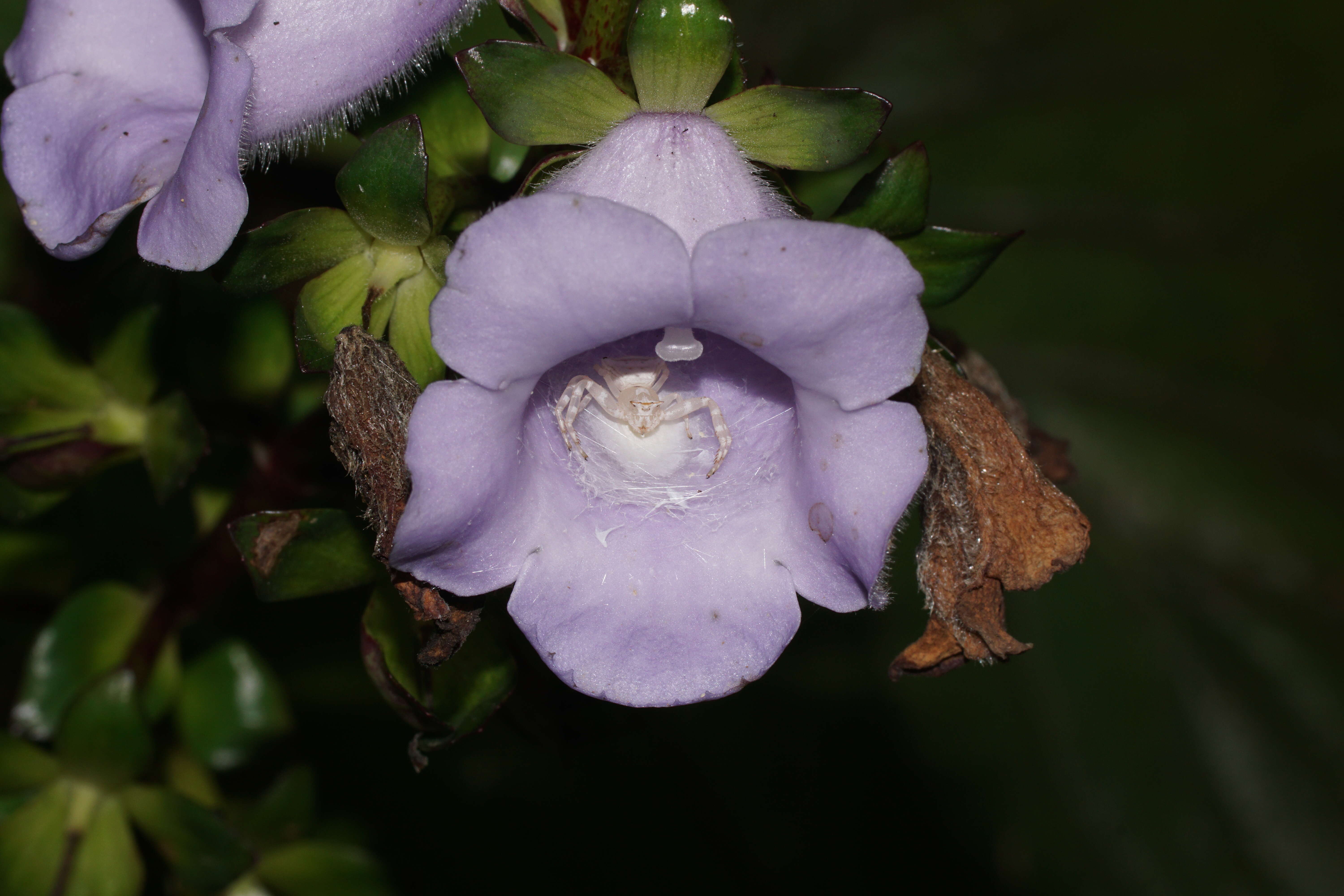 Image of Canterbury bells