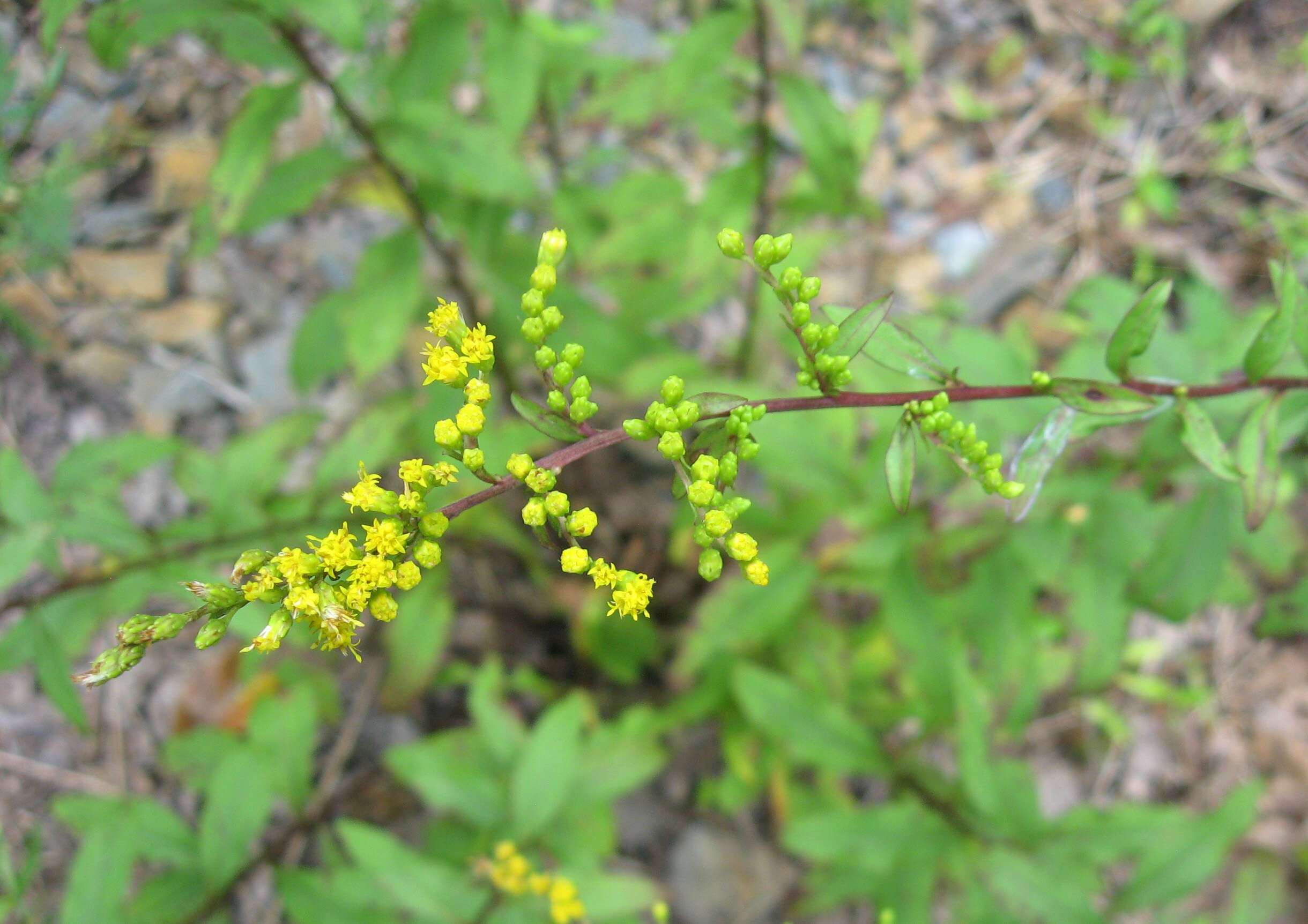 Image of Atlantic goldenrod