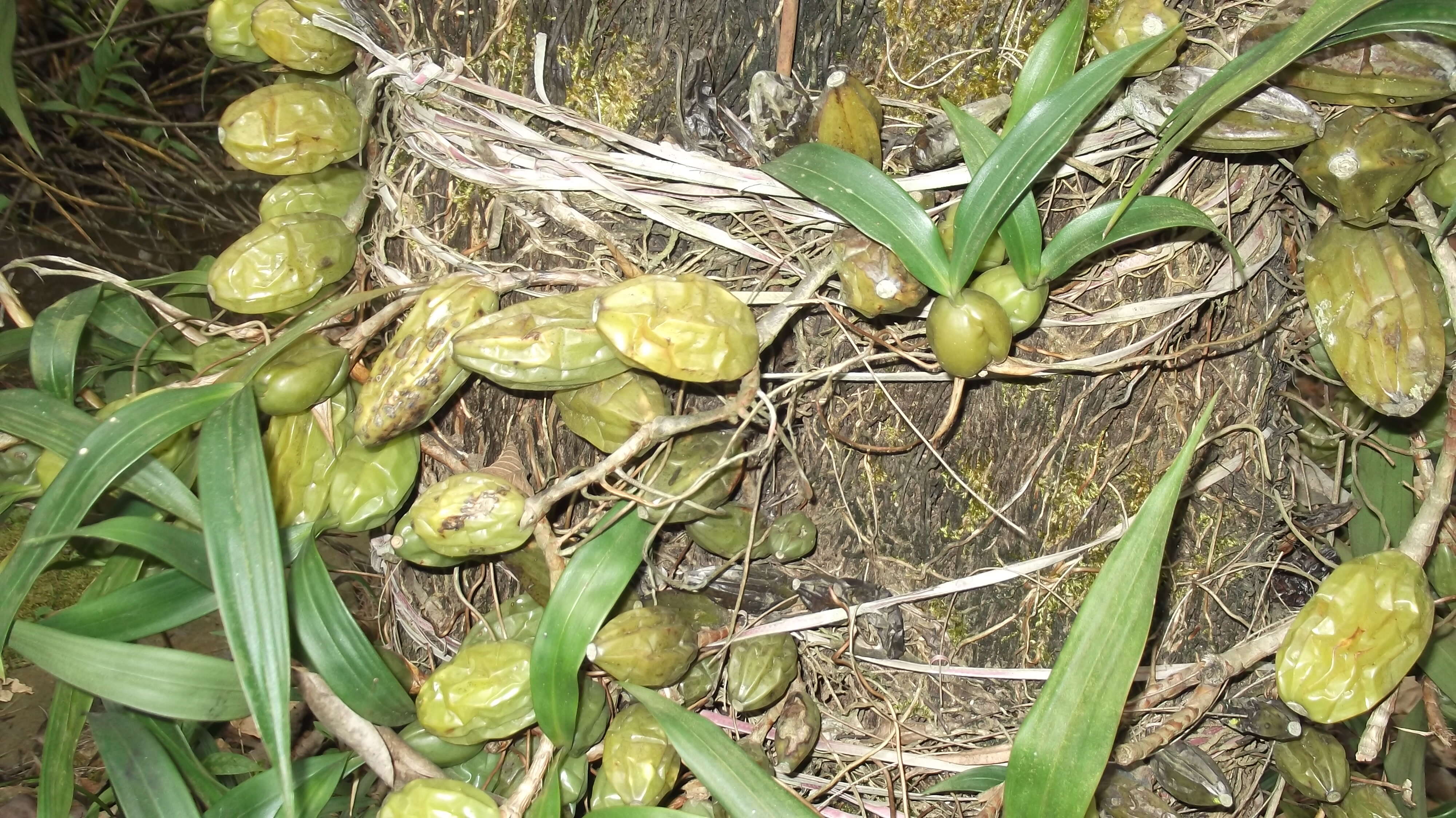 Coelogyne cristata Lindl. resmi