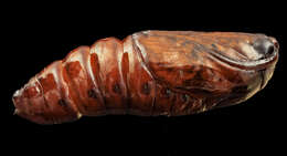 Image of Southern Armyworm Moth