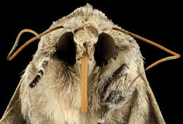 Image of Southern Armyworm Moth