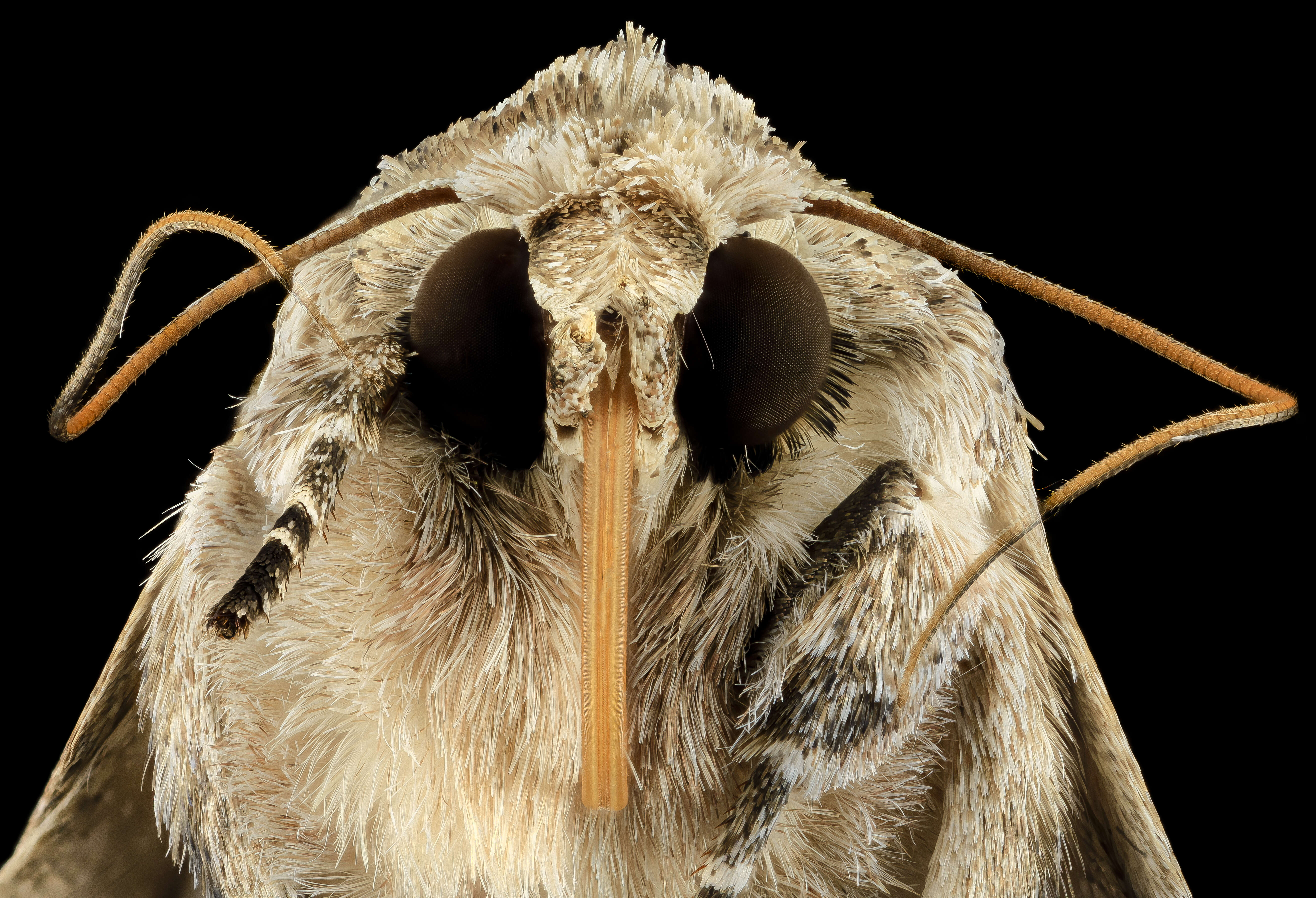 Image of Southern Armyworm Moth