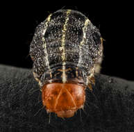 Image of Southern Armyworm Moth