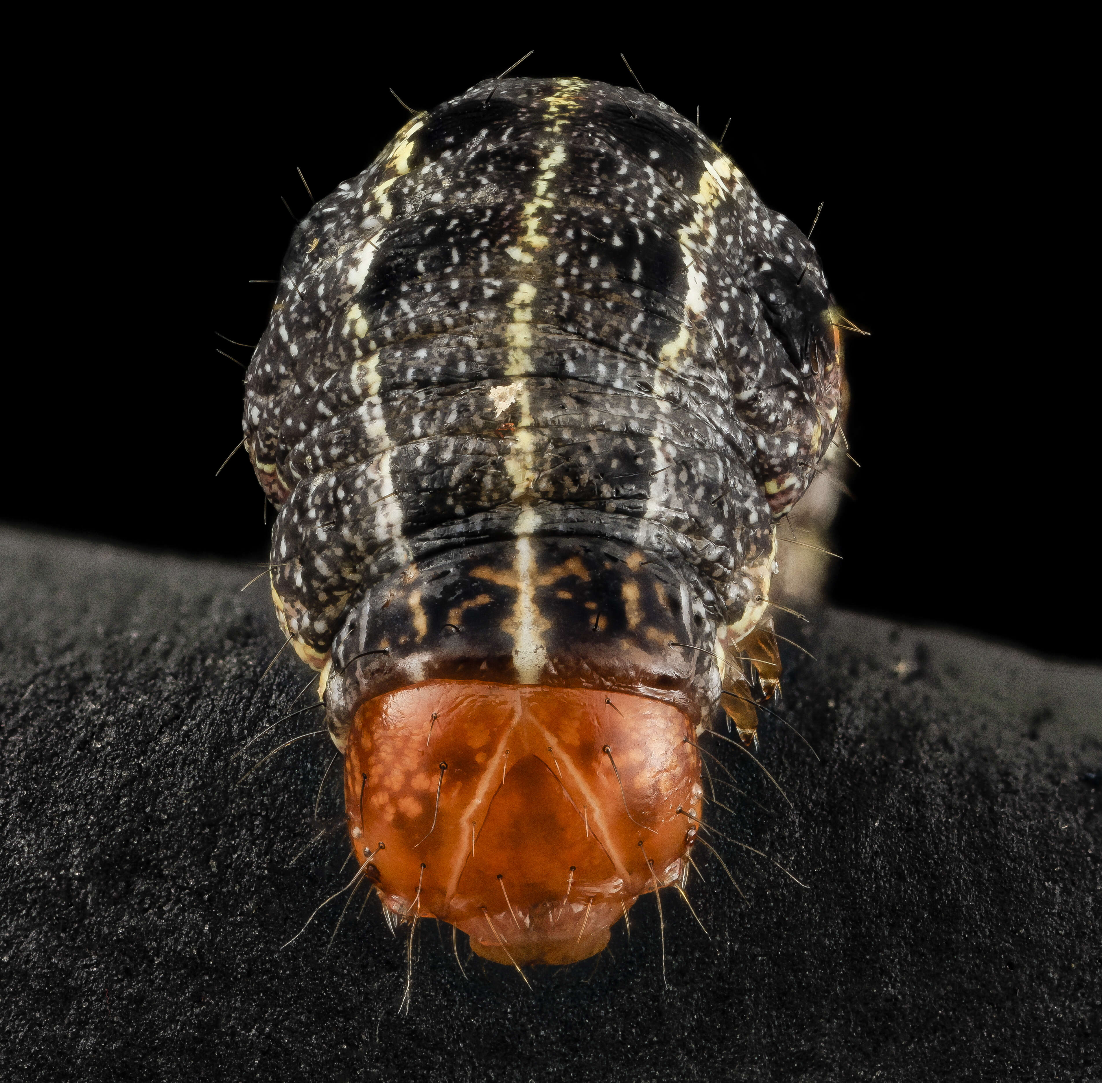 Image of Southern Armyworm Moth