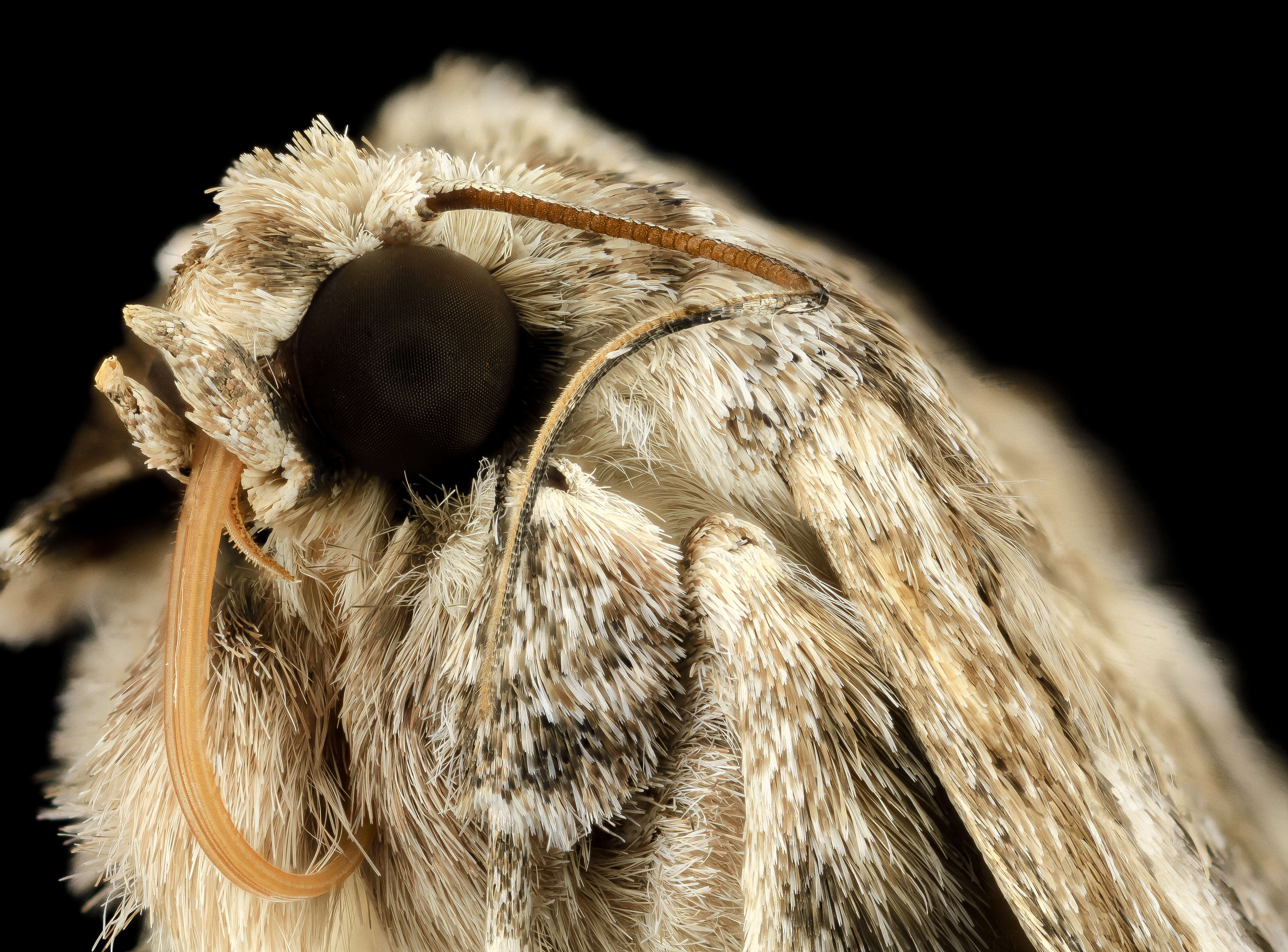 Image of Southern Armyworm Moth