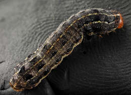 Image of Southern Armyworm Moth