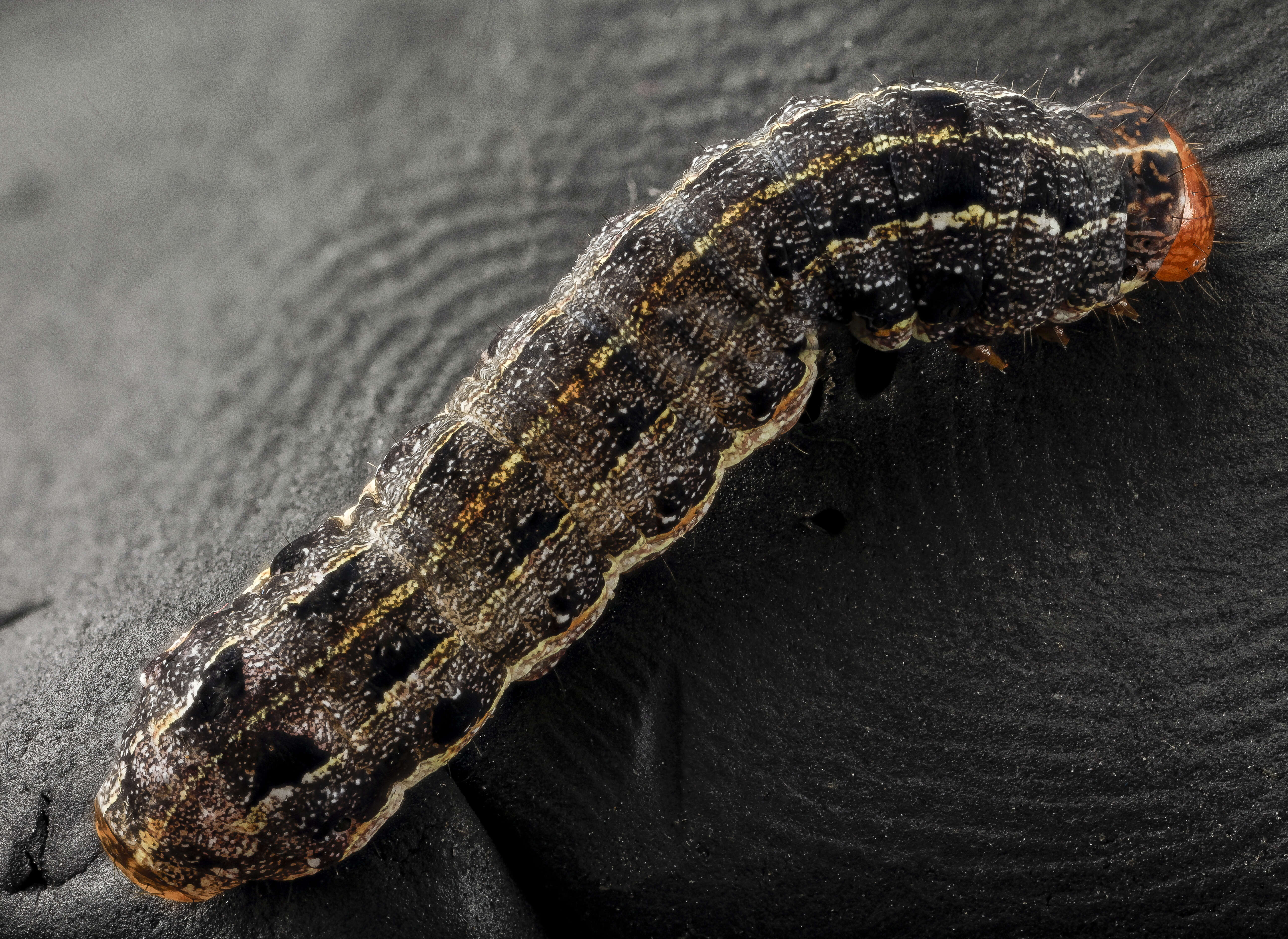 Image of Southern Armyworm Moth