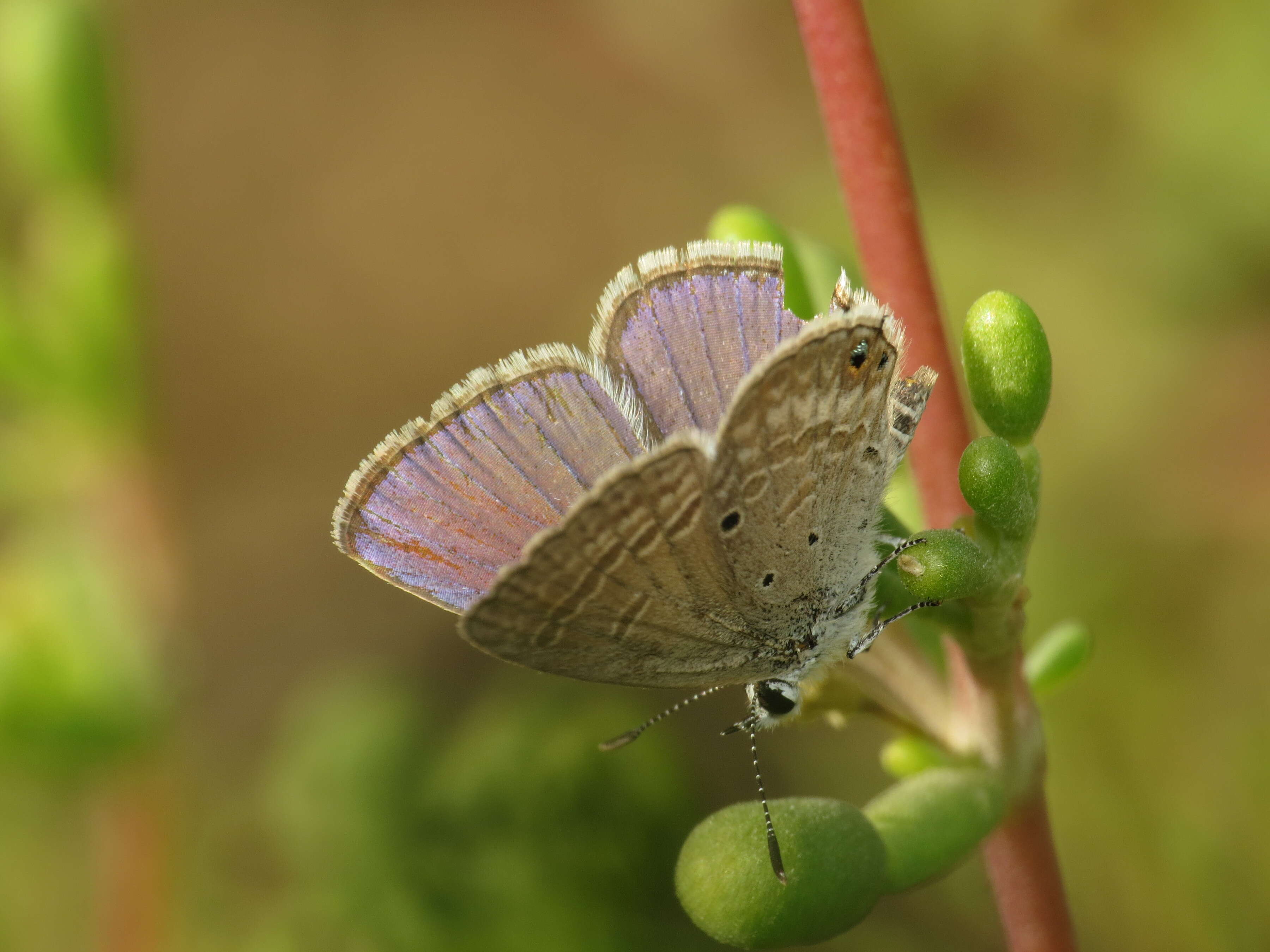 صورة Chilades parrhasius (Fabricius 1793)