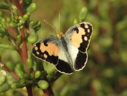 Image of Blue-spotted arab