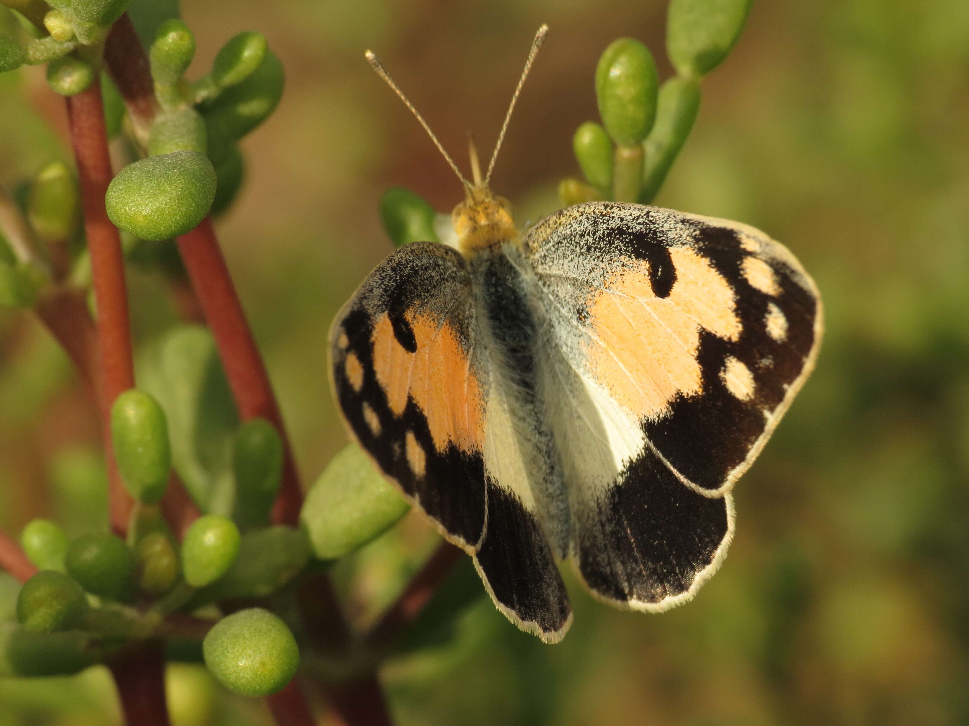 Image of Blue-spotted arab