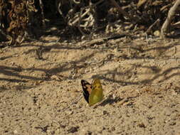 Image of Blue-spotted arab