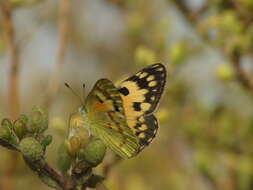 Colotis amata (Fabricius 1775)的圖片