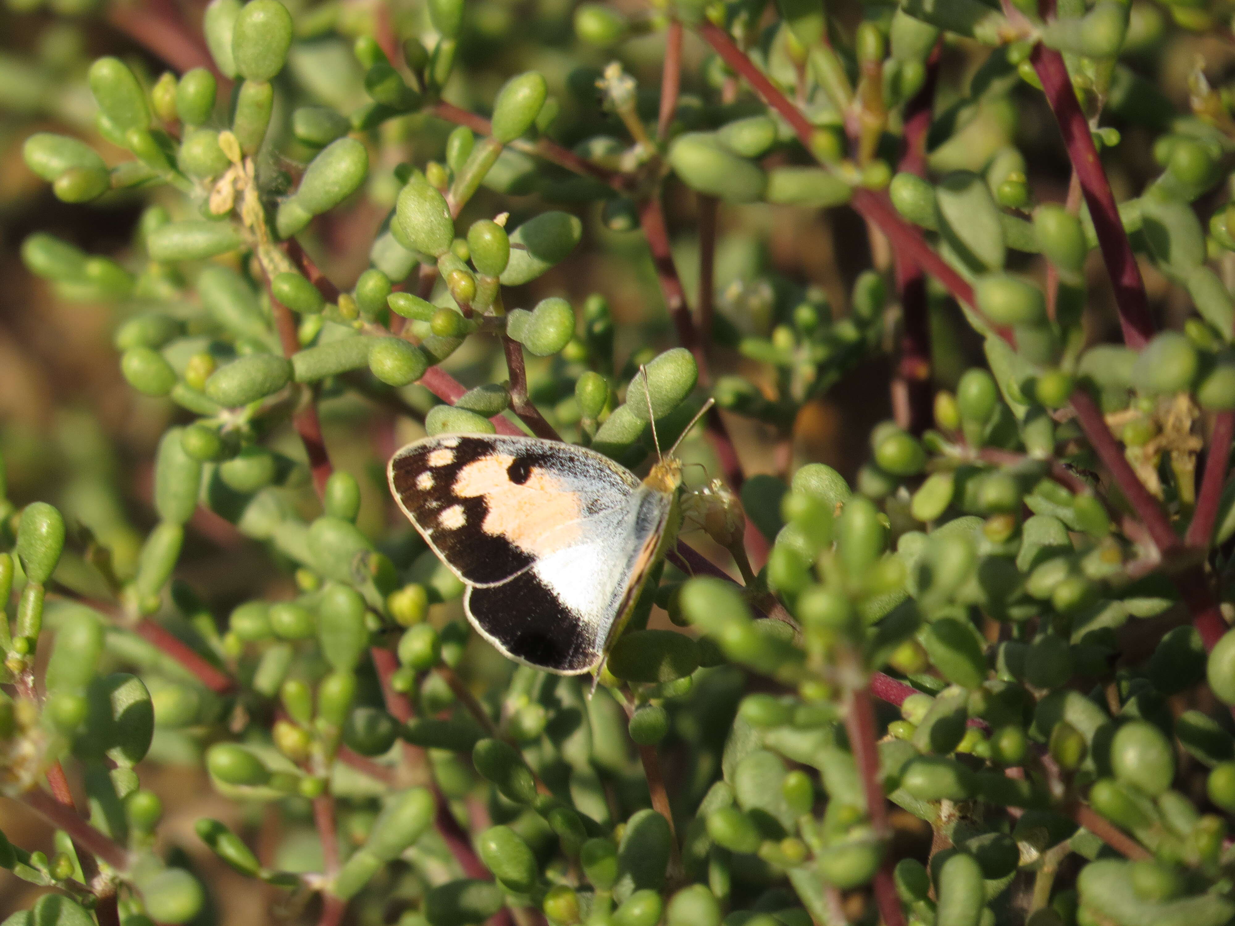 Image of Blue-spotted arab