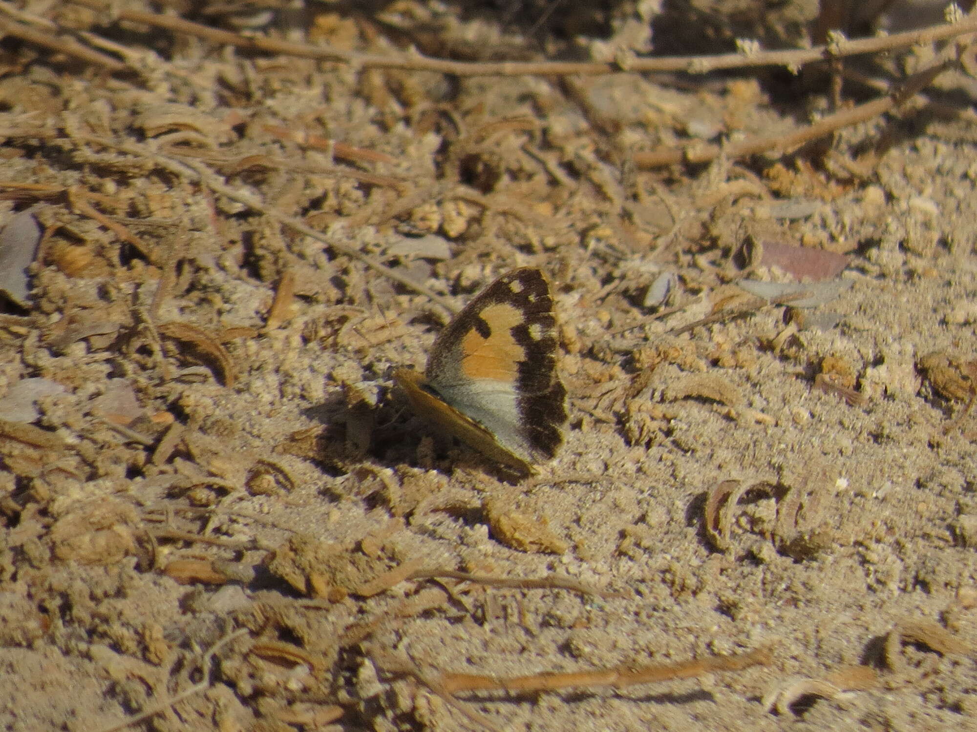 Image of Blue-spotted arab