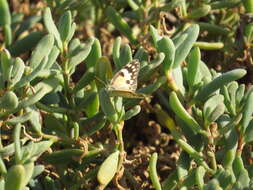 Colotis amata (Fabricius 1775)的圖片