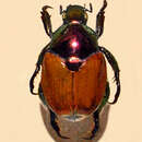 Image of Popillia cupricollis Hope 1831