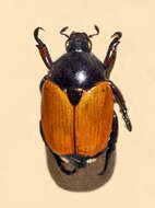 Plancia ëd Popillia bipunctata (Fabricius 1787)