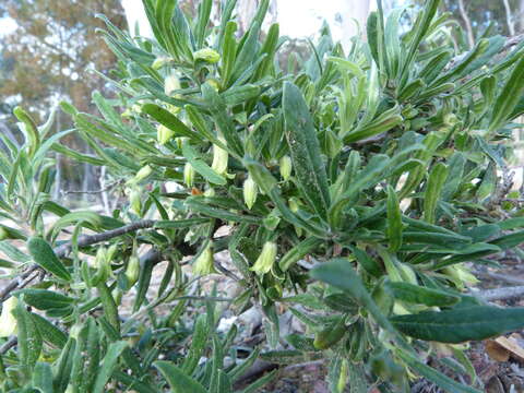 Imagem de Billardiera scandens Sm.