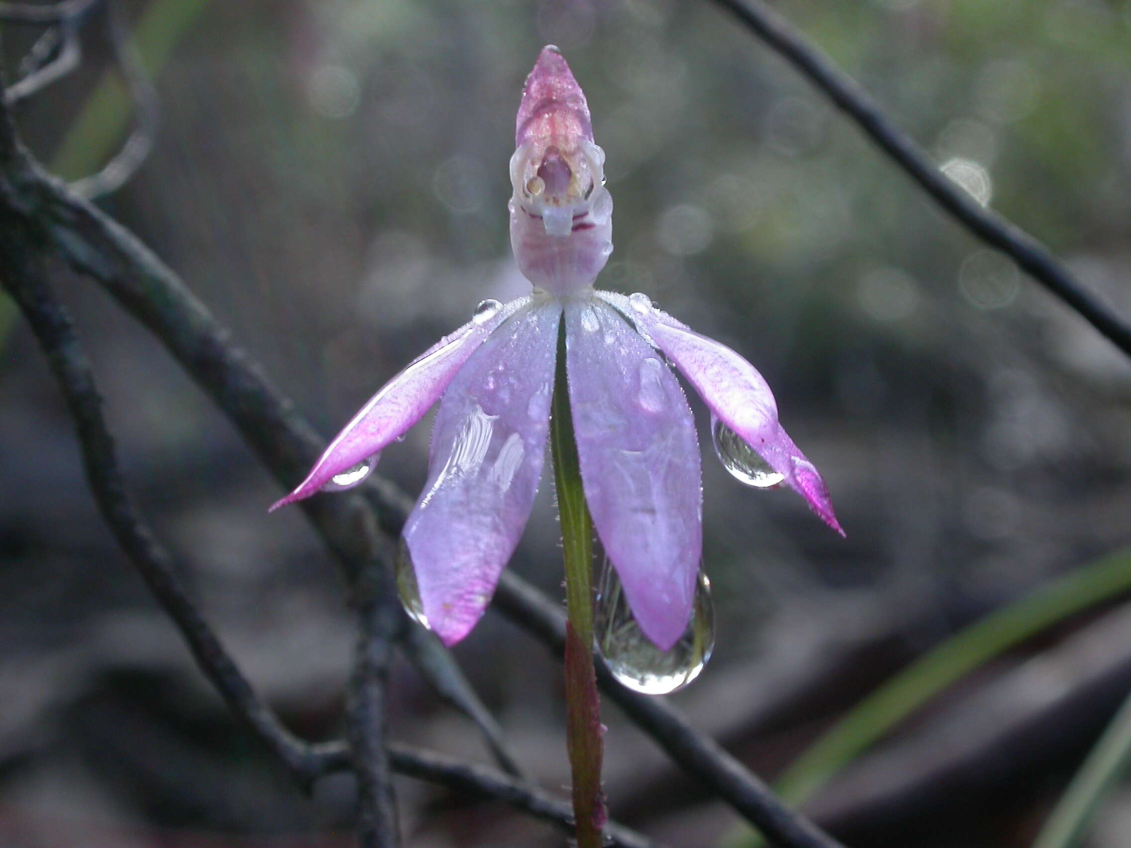 Image of Pink fingers orchid