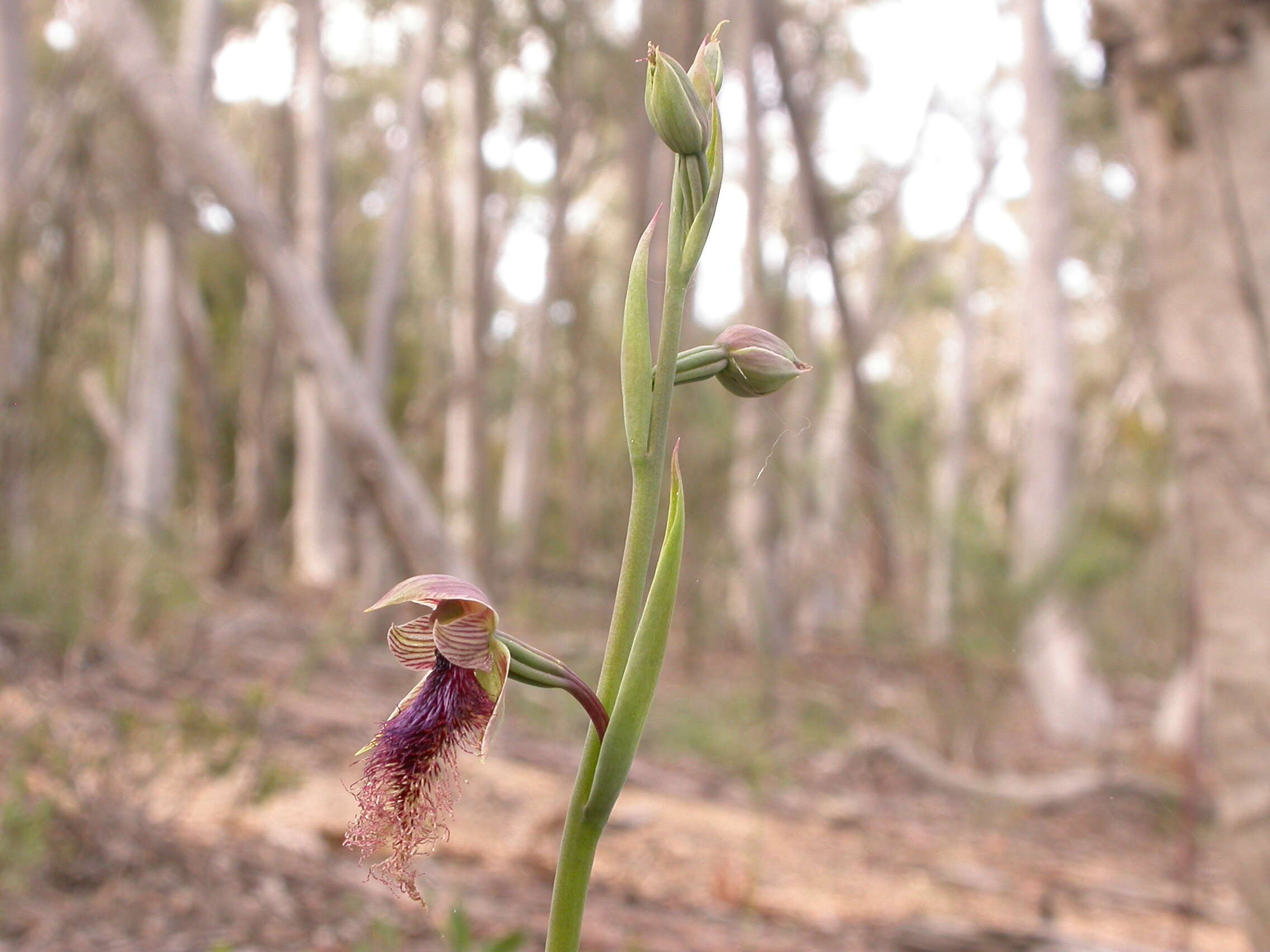 Calochilus platychilus D. L. Jones的圖片