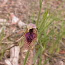 Imagem de Calochilus platychilus D. L. Jones