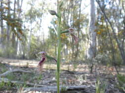 Calochilus platychilus D. L. Jones的圖片