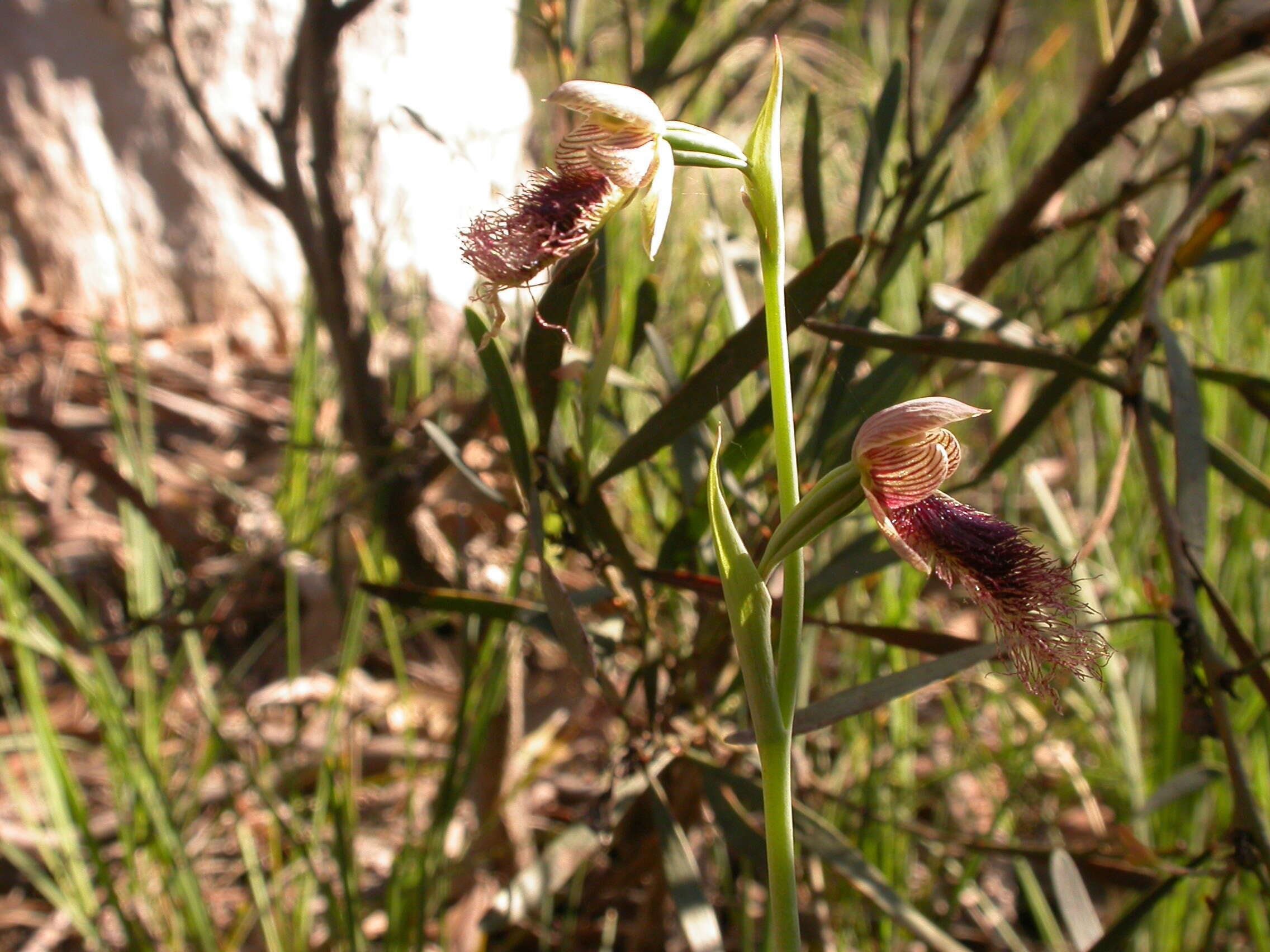 Image of Purple beard orchid