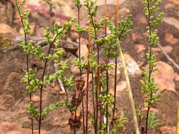 Image of Cheilanthes austrotenuifolia H. M. Quirk & T. C. Chambers